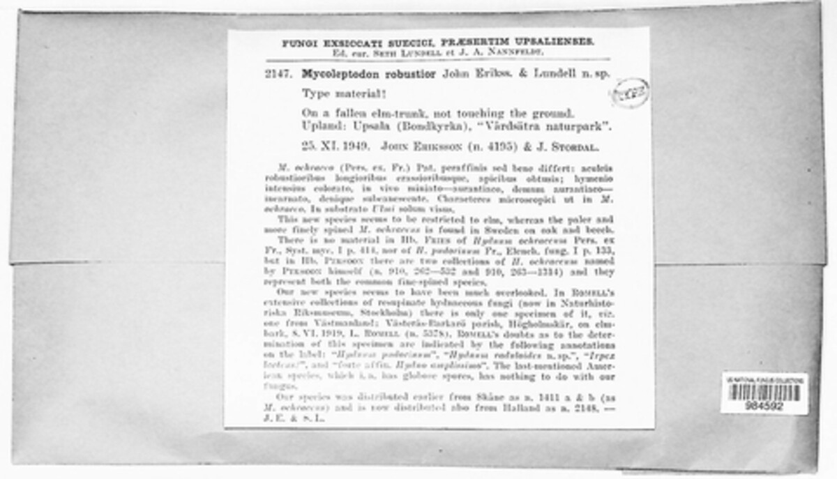 Steccherinum robustius image